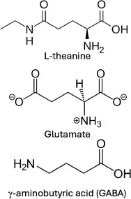 Structure moléculaire de la L-théanine comparée au glutamate
