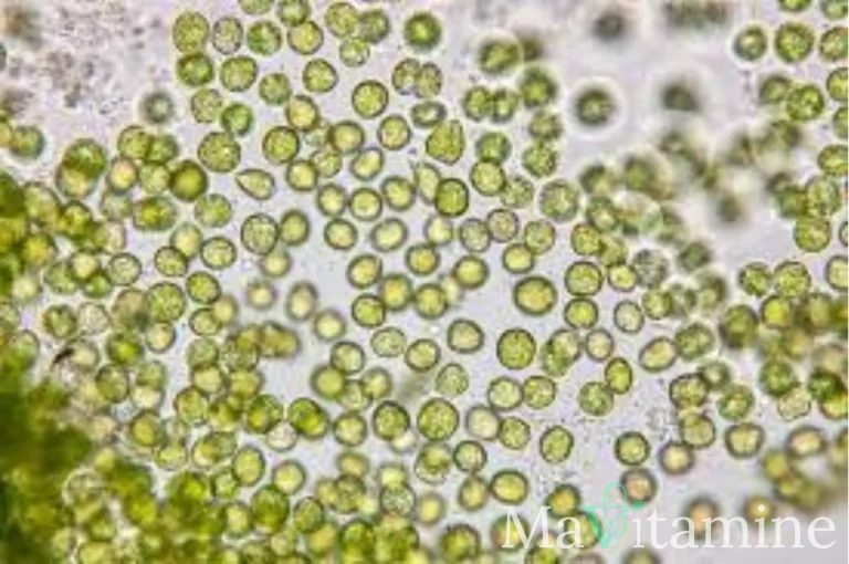 Chlorelle et spiruline : Points communs et différences ? -
