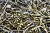 Close up of seaweed.
