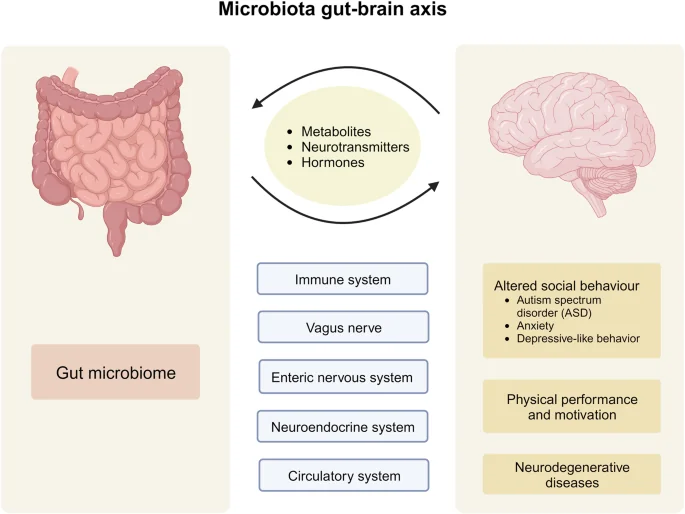 Schéma de l'axe microbiote-intestin-cerveau et ses applications thérapeutiques