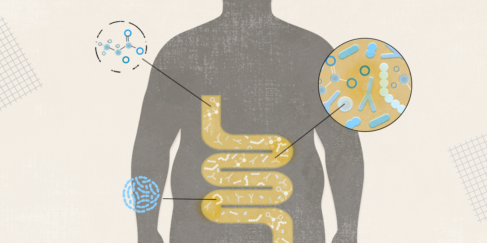 Gut Microbiome, Intermittent Fasting and Weight Loss: Seeking a Link
