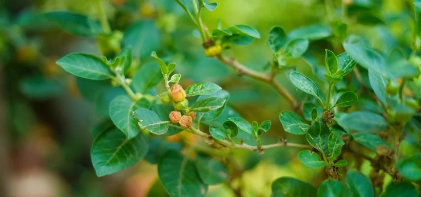Ashwagandha et cortisol : l'adaptogène pour calmer l’hormone du stress