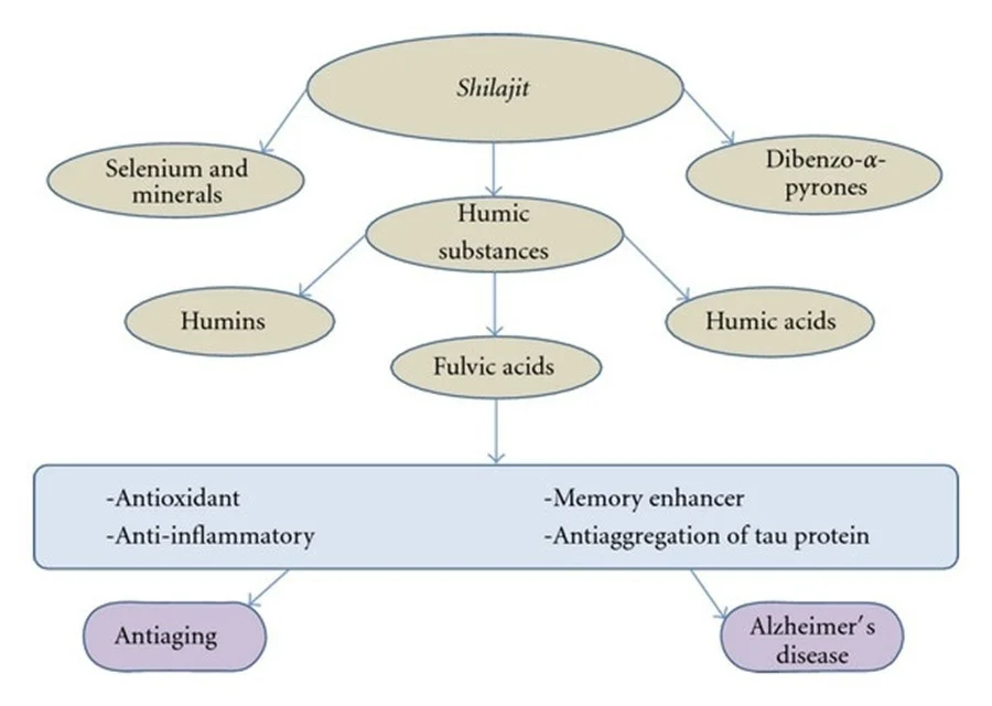 Schéma expliquant l'action de l'acide fulvique du shilajit sur les cellules