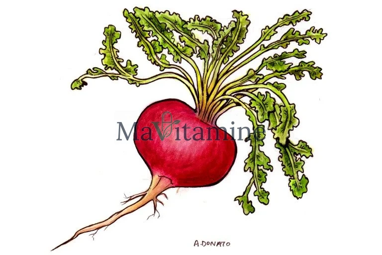 Racines de maca de différentes couleurs
