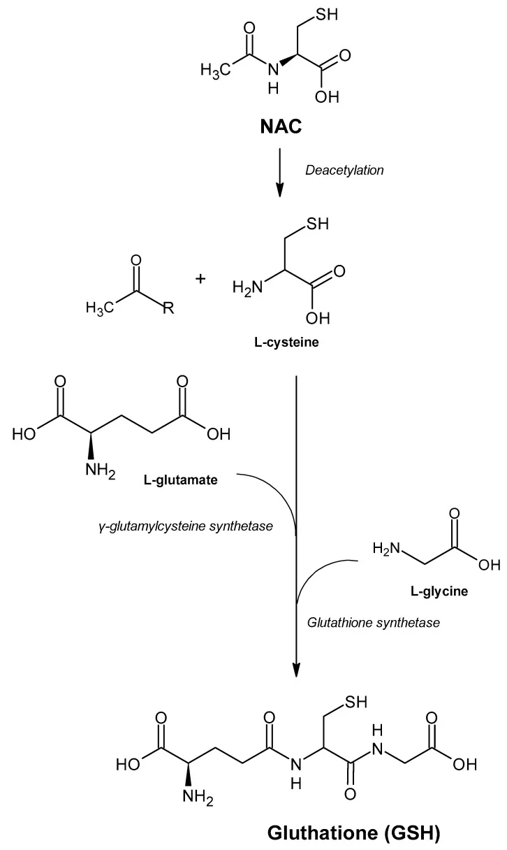 Conversion chimique de la NAC en glutathion intracellulaire