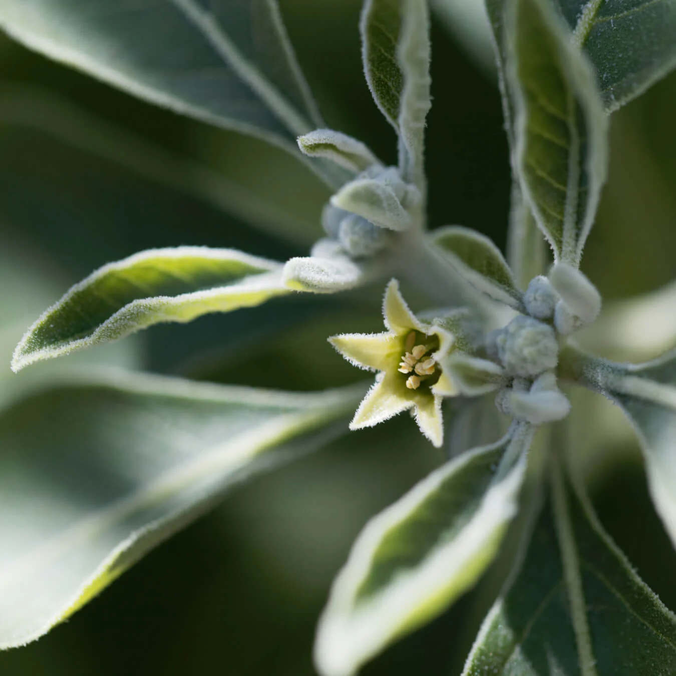 Les principes actifs de la plante interagissent avec de nombreuses molécules chimiques