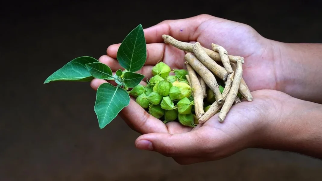 Ashwagandha Posologie : Dosage, Quand le Prendre et Durée de Cure