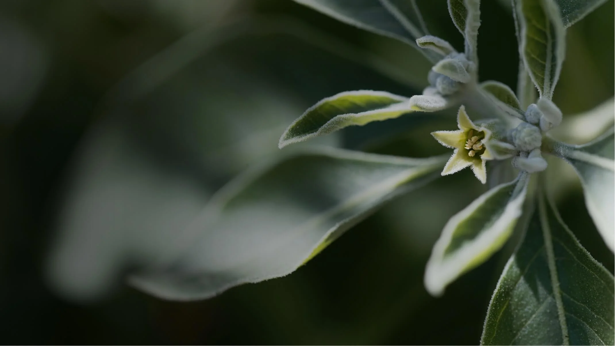 Racines d'ashwagandha de haute qualité pour la supplémentation