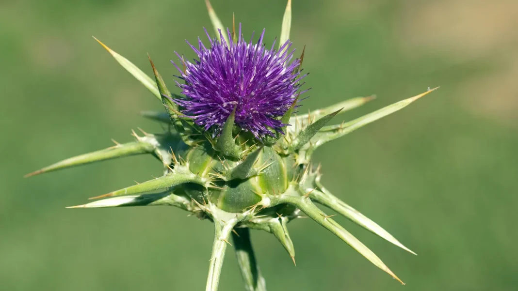 chardon marie bienfaits - Chardon Marie Bienfaits : 7 Vertus Prouvées par la Science pour le Foie et Plus
