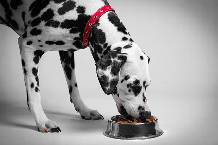 complément alimentaire chien - Complément Alimentaire pour Chien : Guide Santé Canine