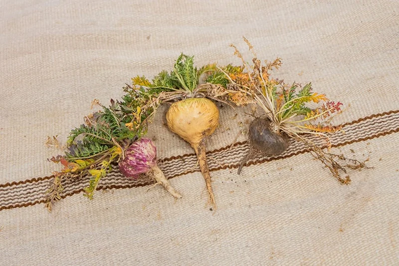 Différentes variétés de racines de maca : noire, rouge et jaune