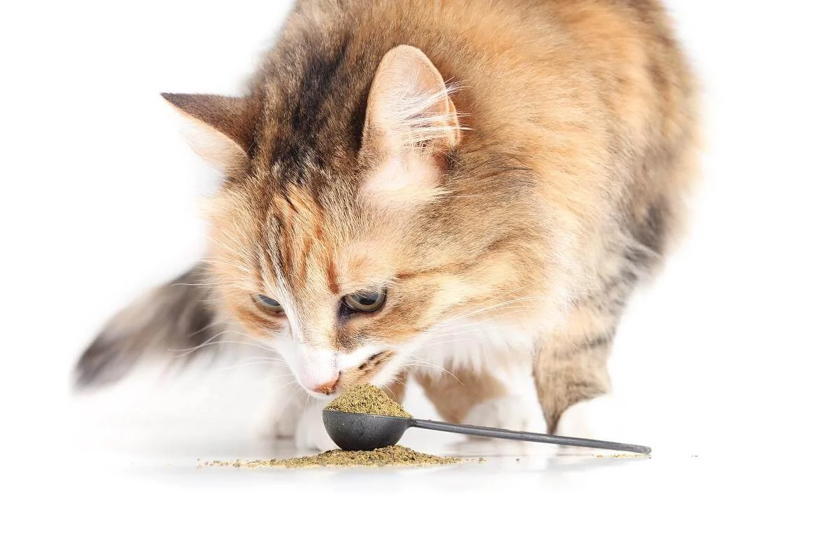 Différents types de compléments alimentaires pour chats : gélules et flacons