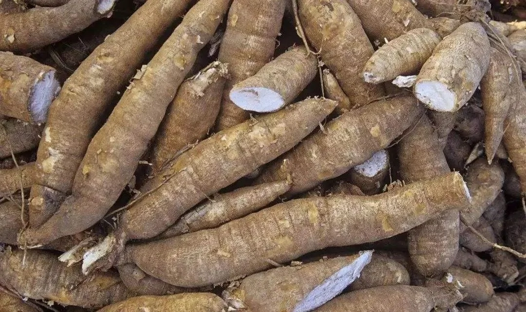 Grosse racine tubéreuse de kudzu fraîchement extraite du sol