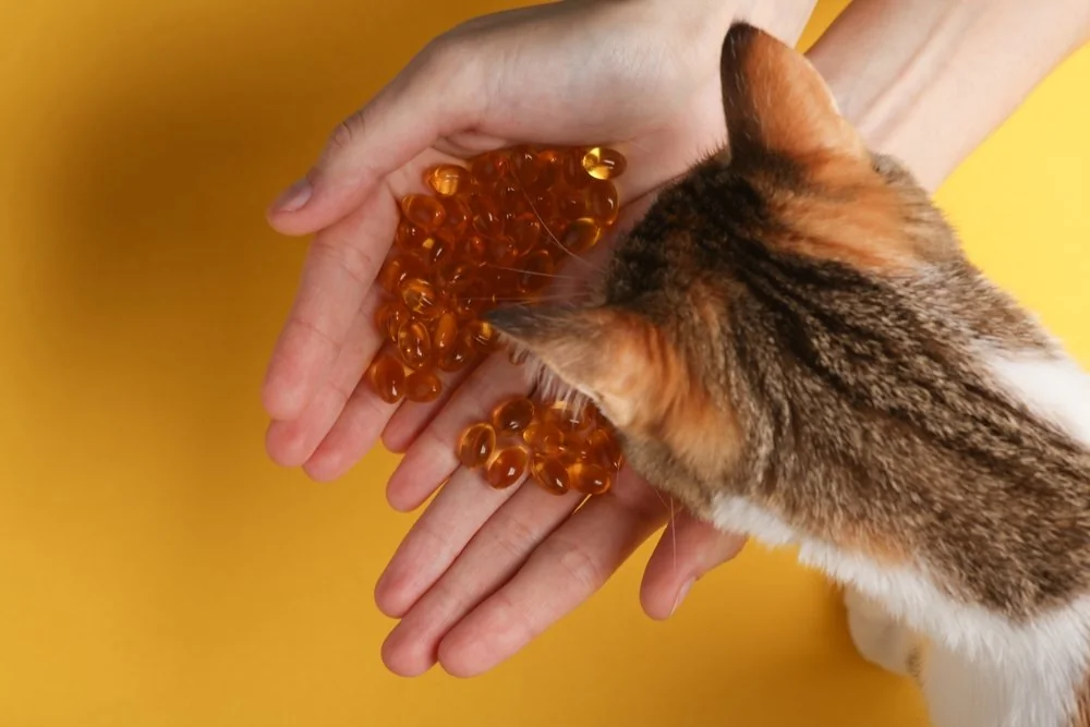 Huile de saumon riche en oméga-3 administrée à un chat par compte-gouttes