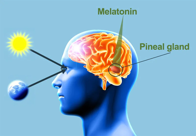 Illustration médicale de la glande pinéale produisant de la mélatonine dans le cerveau humain