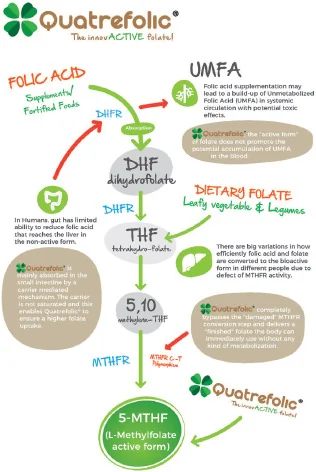 Schéma de la structure moléculaire du Quatrefolic et son absorption directe