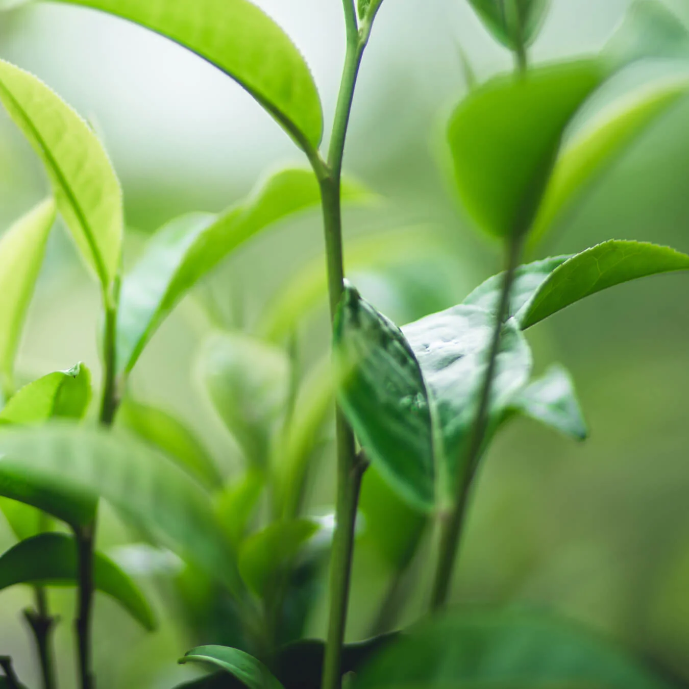 Feuilles de thé vert source de l-théanine naturelle