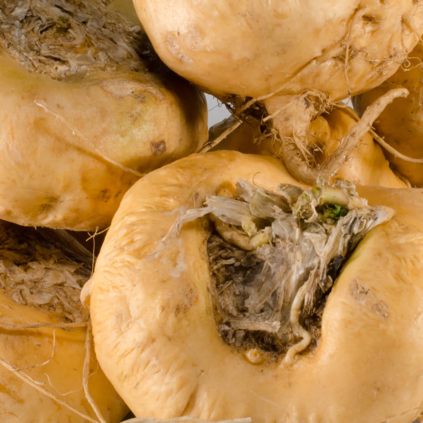 Poudre de maca de qualité dans une cuillère en bois