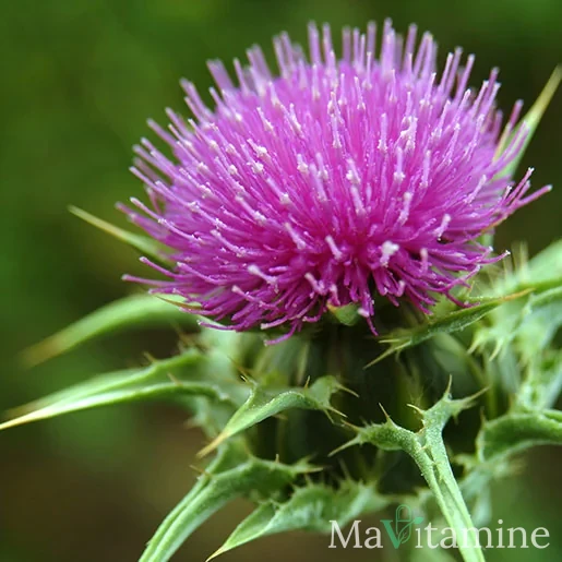 Milk Thistle: Usefulness and Safety