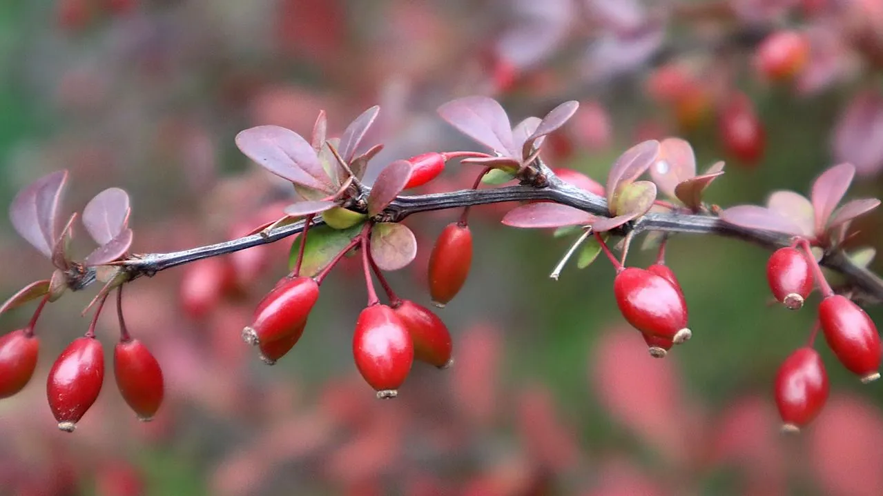 Plante de berbérine et ses contre-indications médicales
