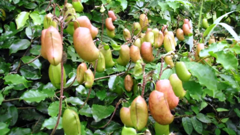 Plante de Griffonia simplicifolia, graines et gélules de complément alimentaire.