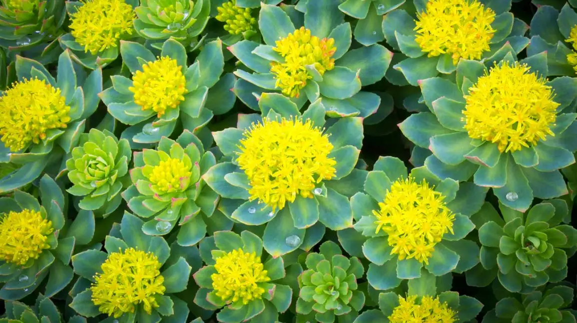 Extrait de Rhodiola rosea utilisé pour contrer la fatigue mentale