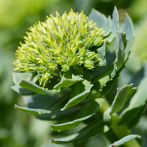 Fleurs jaunes de Rhodiola rosea dans son habitat naturel