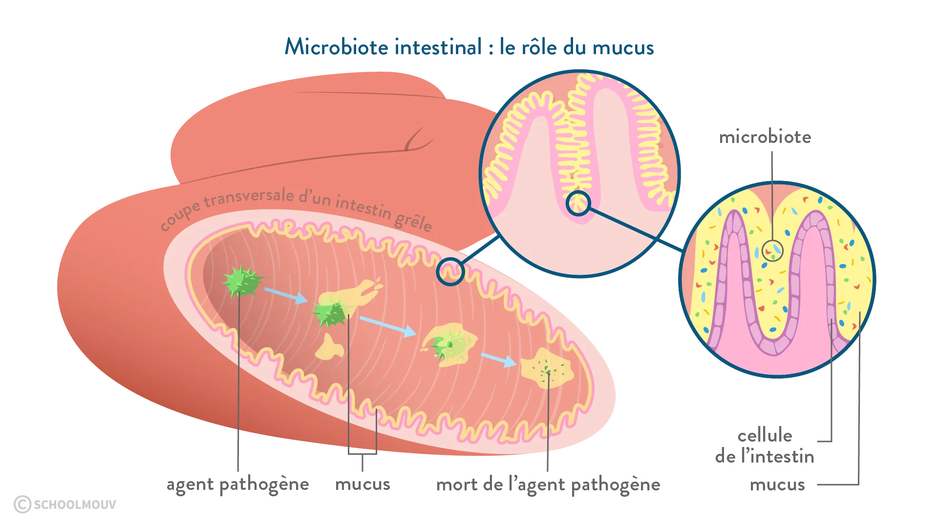 Schéma médical montrant l'interaction des probiotiques avec la barrière épithéliale