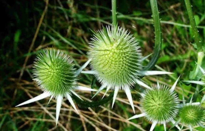 Chardon-Marie : bienfaits et effets secondaires