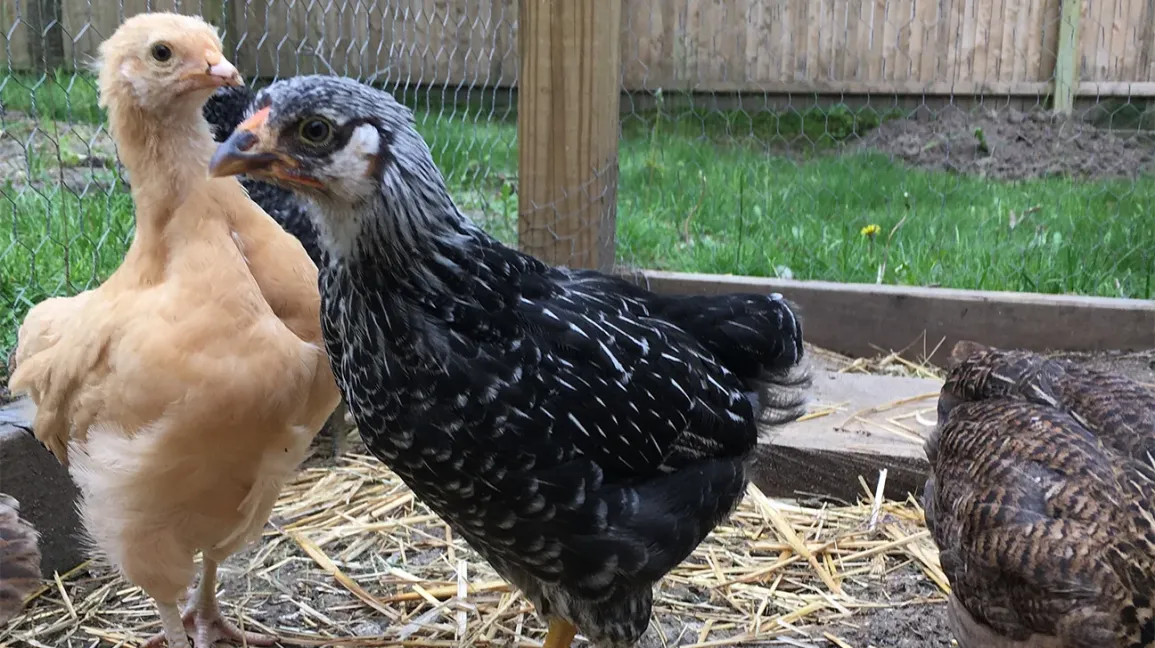 Poules dans leur enclos