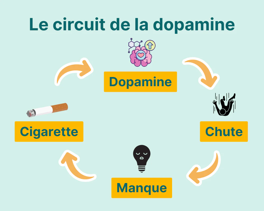 Schéma du circuit de la dopamine et de la récompense
