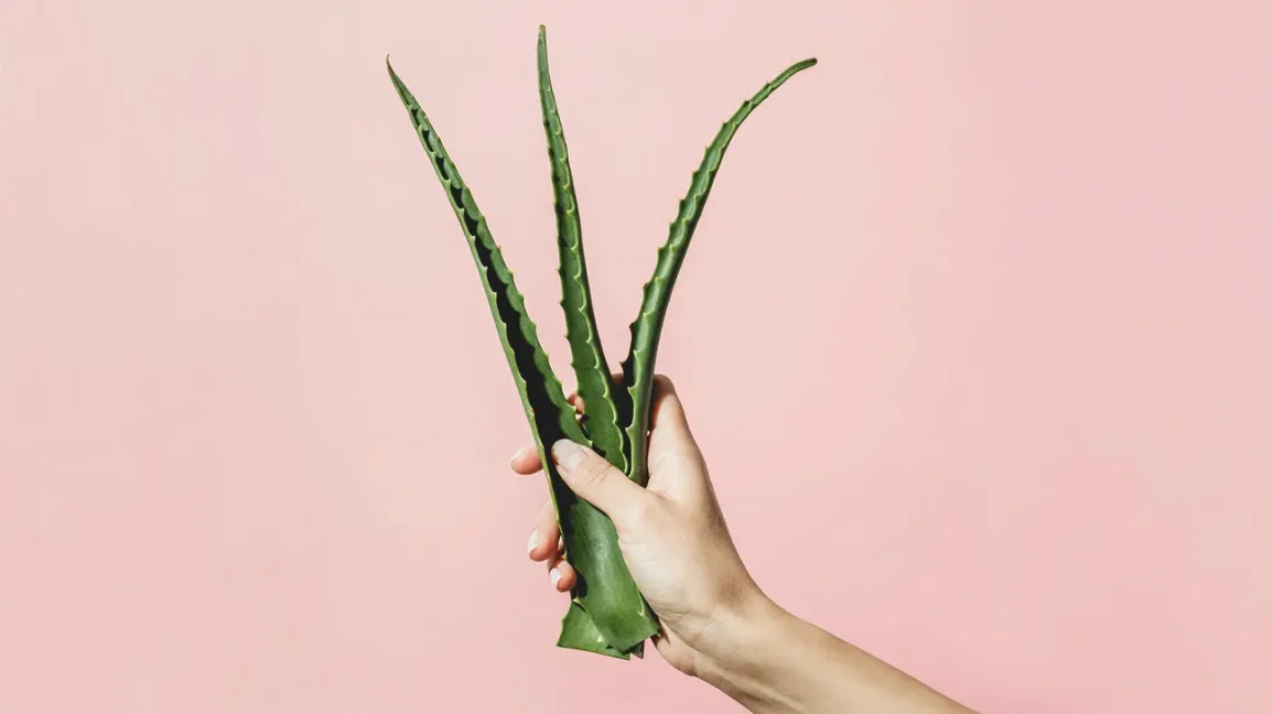 Plante d'aloe vera fraîchement coupée