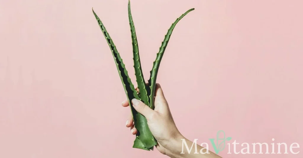 Aloe Vera contre les cernes : remède miracle ou simple mythe ?