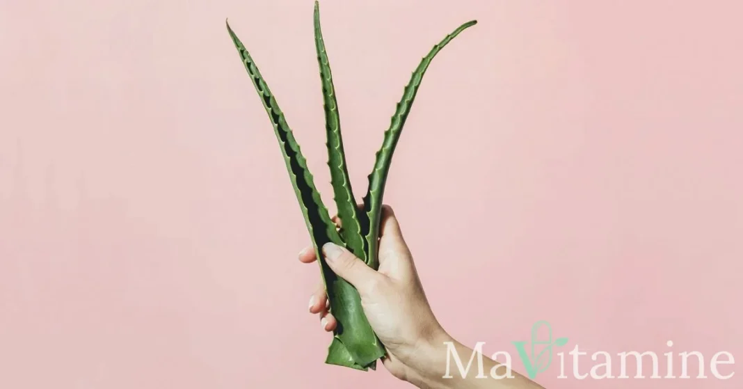 Aloe Vera contre les cernes : remède miracle ou simple mythe ?