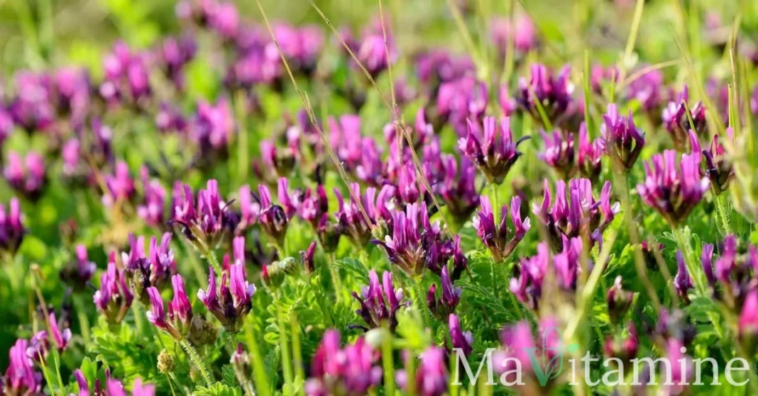 Astragale (Huáng Qí) : Bienfaits, Posologie et Précautions