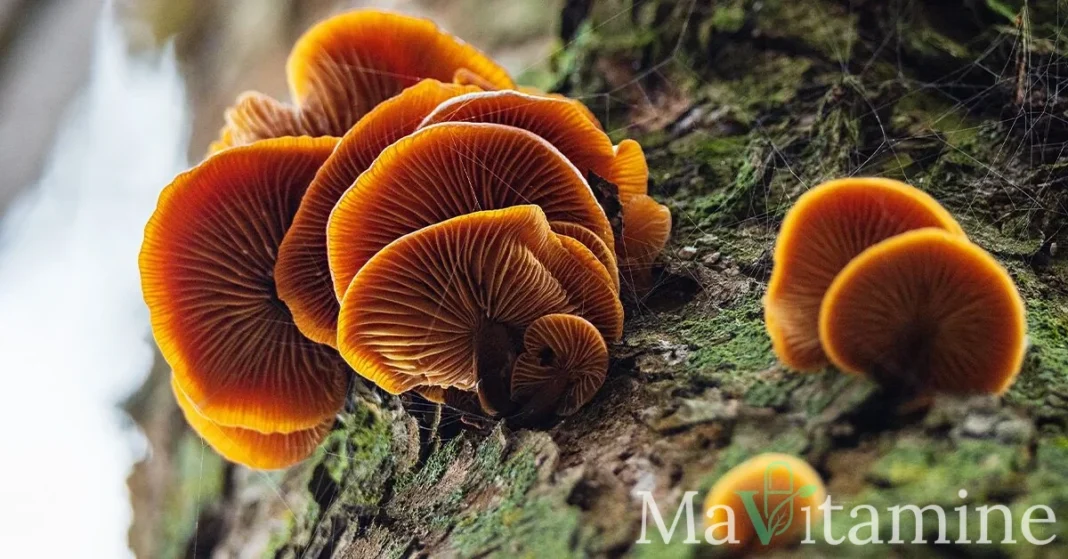 Champignon Enoki : 7 Bienfaits Uniques pour votre Santé