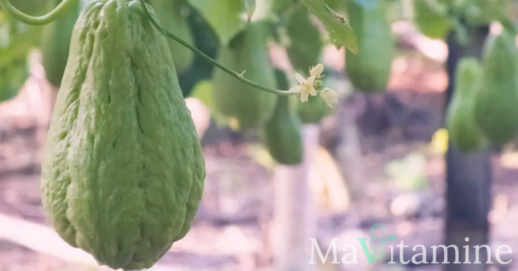 Les 10 bienfaits de la chayote : un trésor de nutriments