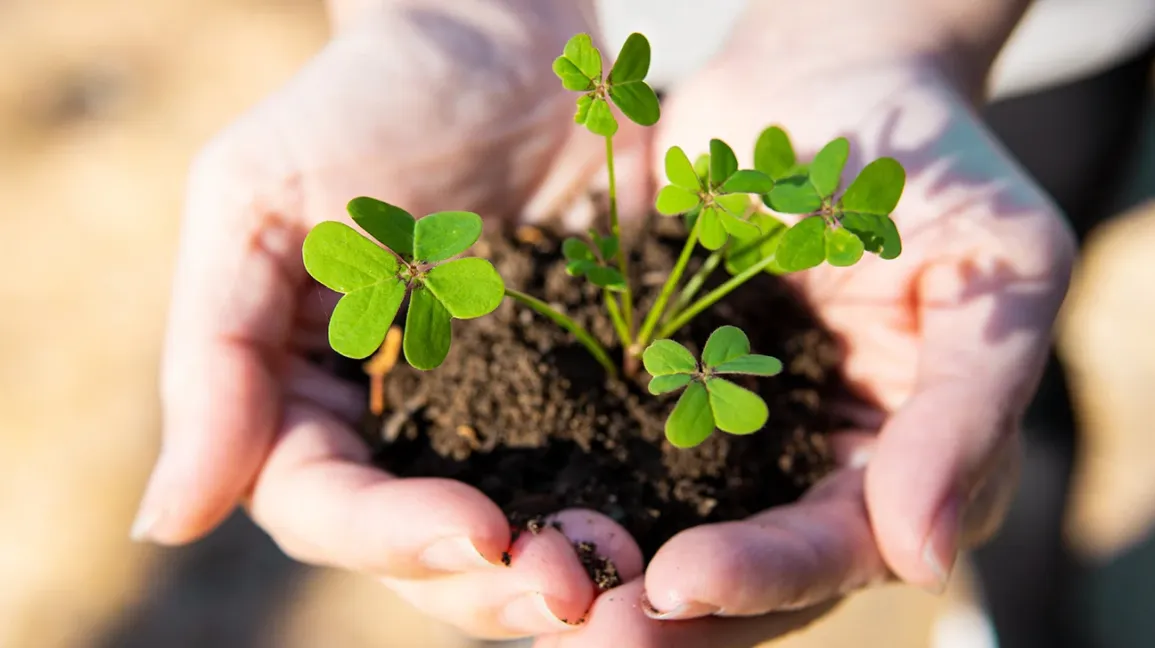 mains tenant du trèfle frais dans la terre