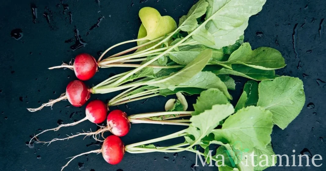 Fanes de radis : le super-aliment oublié pour votre santé