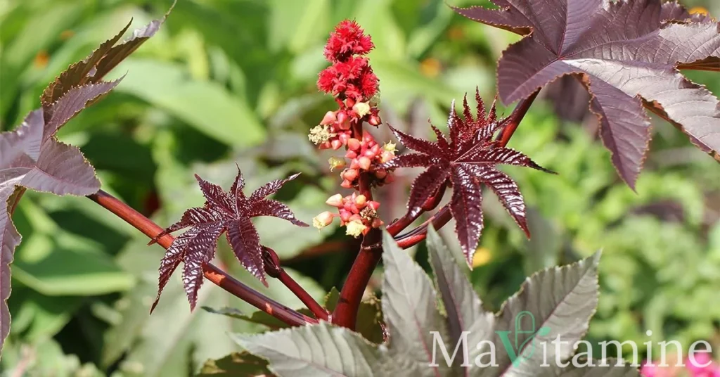 Huile de ricin pour maigrir : miracle ou mirage ?