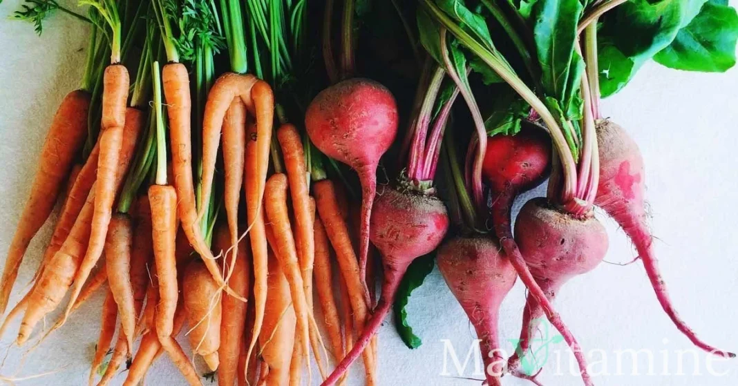 Légumes racines : guide complet des bienfaits et nutriments