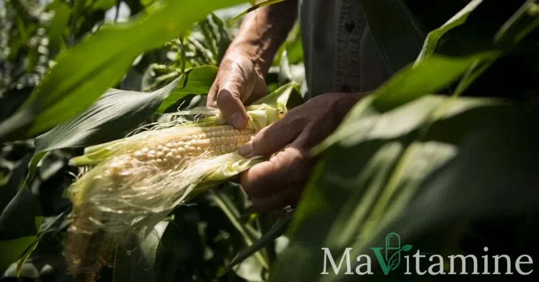 Stigmates de maïs : bienfaits, dosage et précautions
