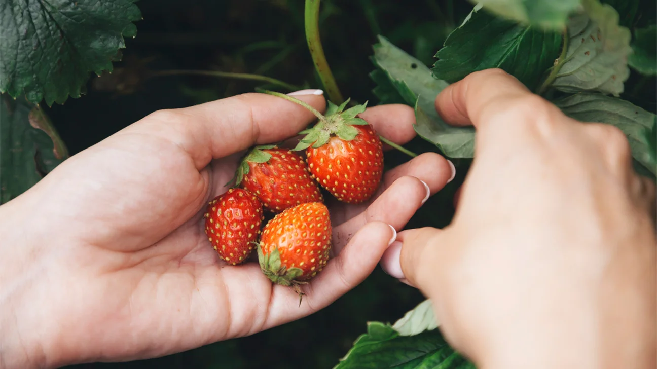 fraises fraîches