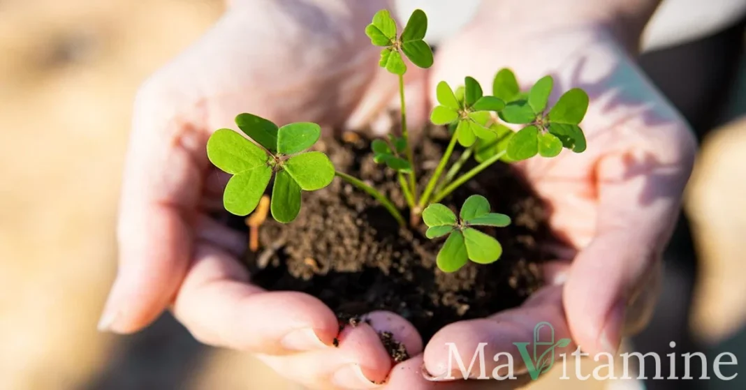 Trèfle rouge : bienfaits, dosage et vertus pour la ménopause