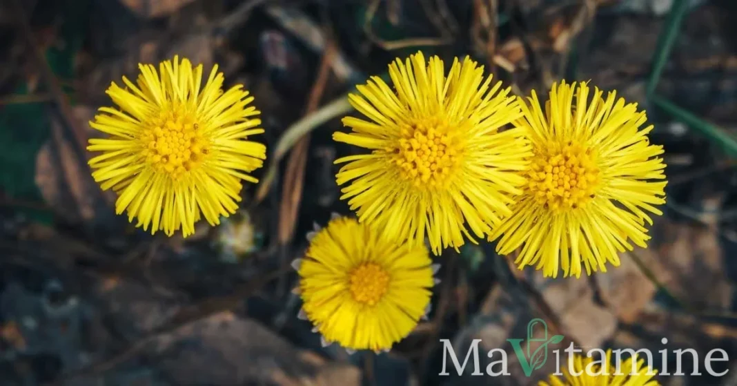 Tussilage : Bienfaits, dangers et précautions à connaître