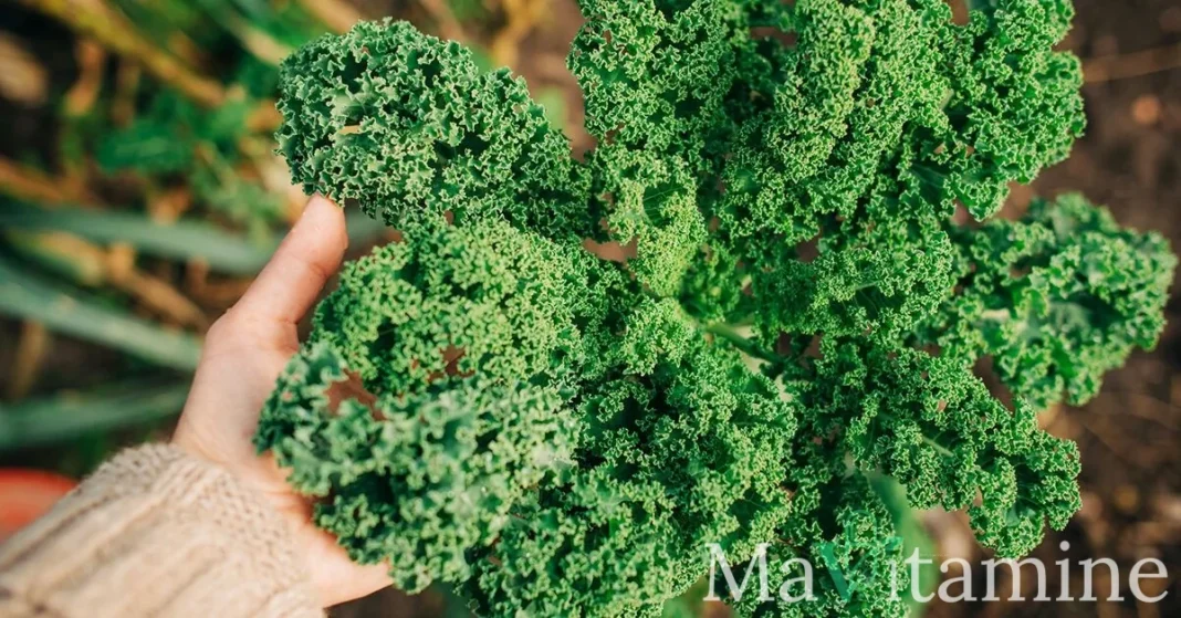 10 types de chou kale : guide complet des bienfaits et variétés