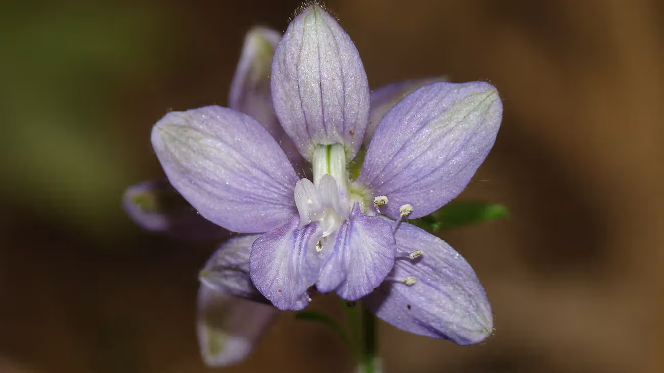 Fleur violette de Staphysagria