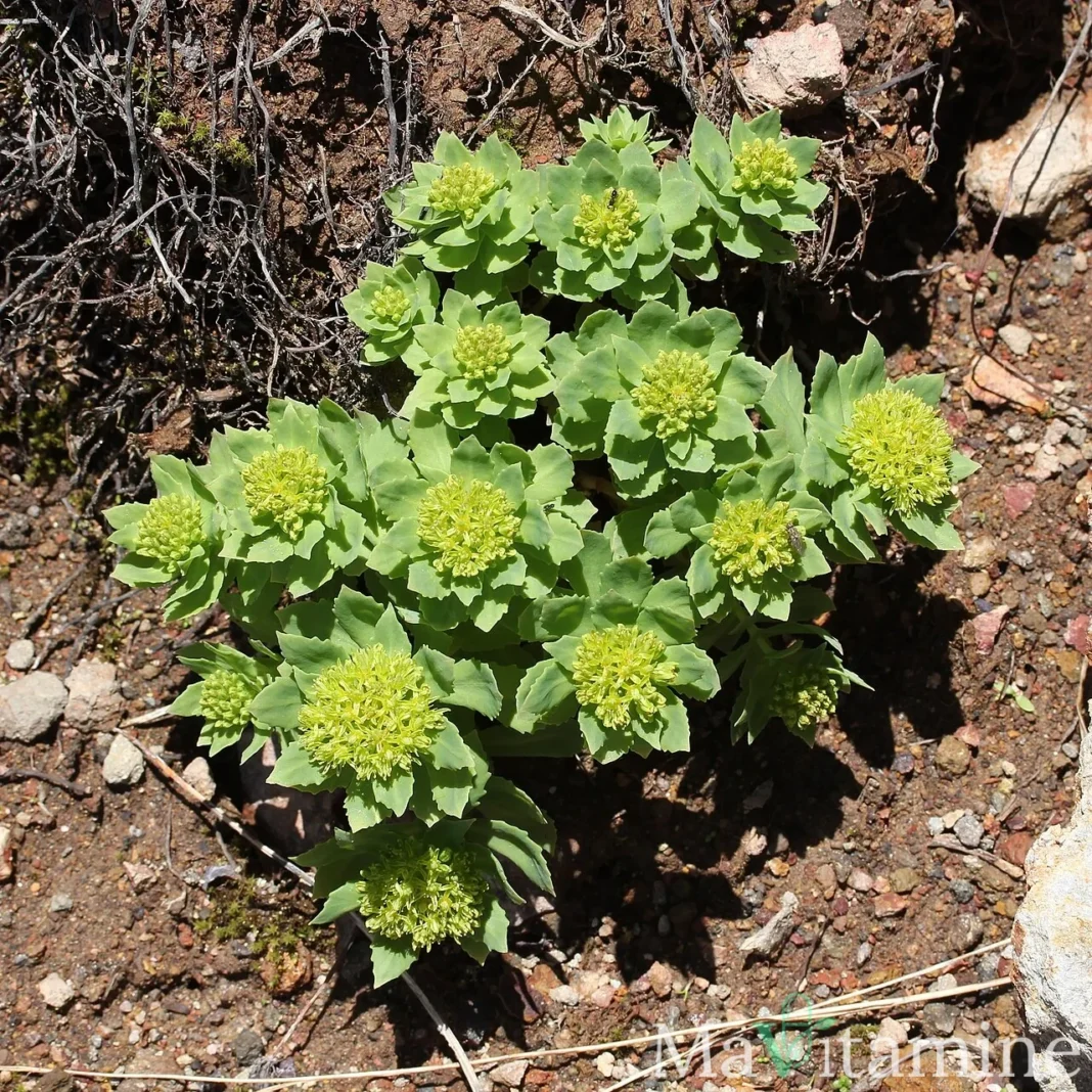 Rhodiola rosea, plante adaptogène à utiliser avec prudence