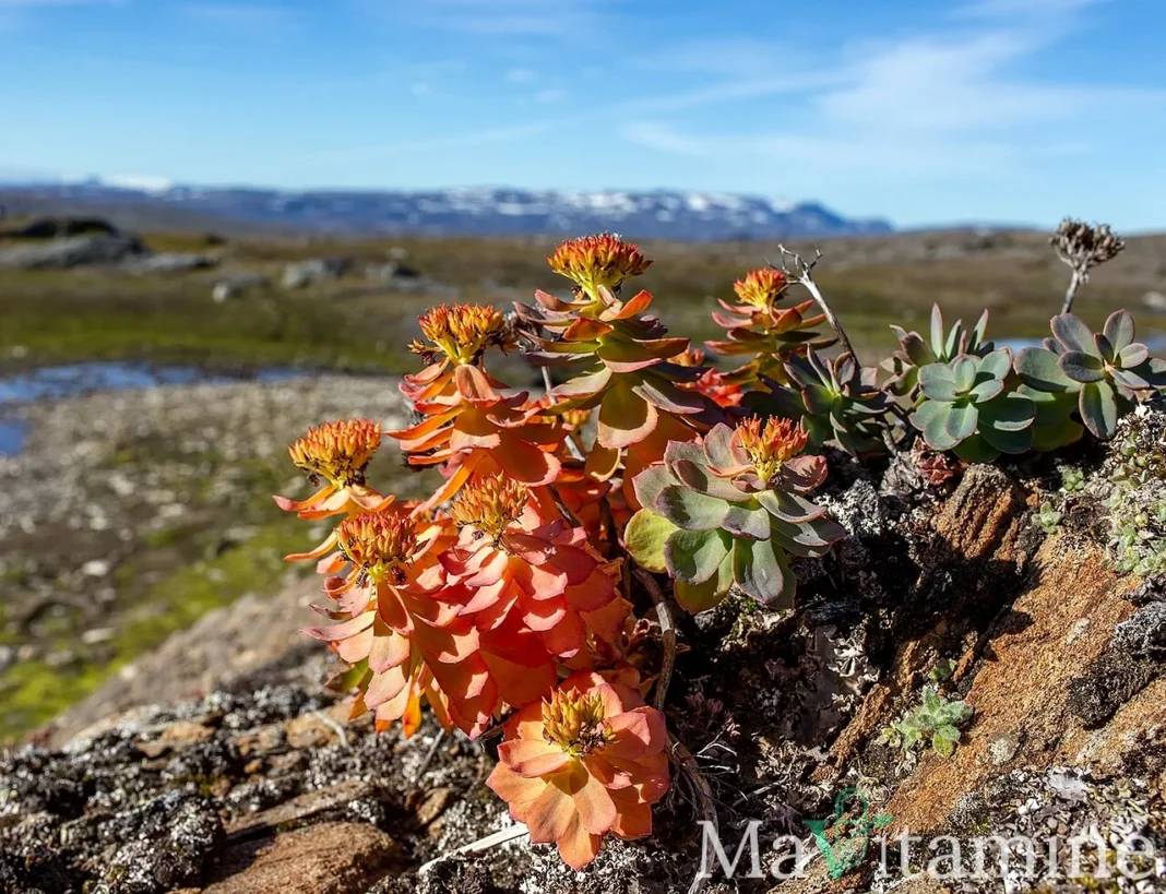 Rhodiola rosea en fleurs, plante utilisée dans certains compléments alimentaires
