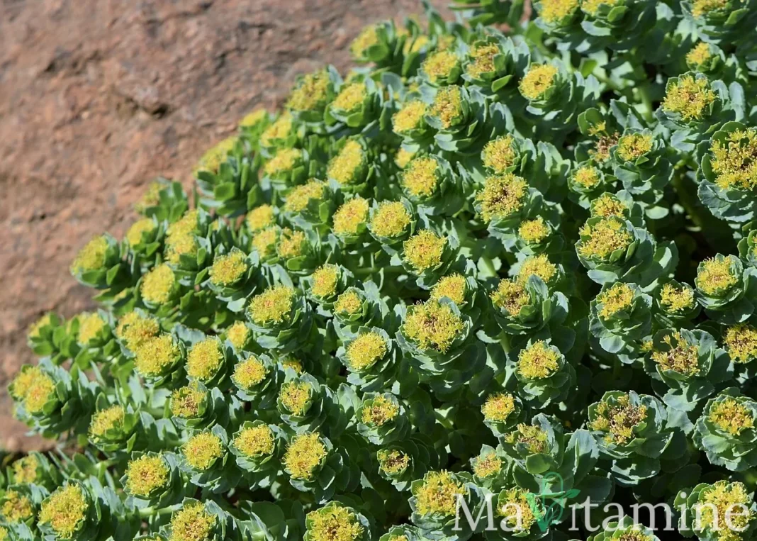 Rhodiola rosea en milieu naturel, utilisée dans certains compléments anti-fatigue
